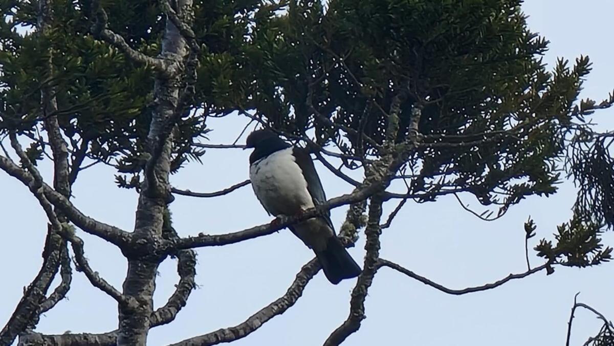 Вілла The Kauri Getaway By Tiny Away Waitoki Екстер'єр фото